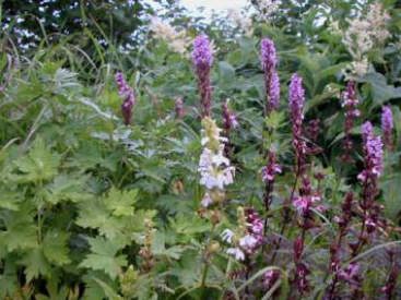 �������c�o�V�I�K�}